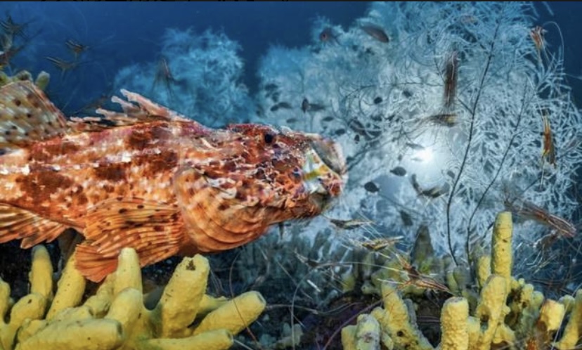 踩小视 这些疯子把自己关在140米深海，还过了28天