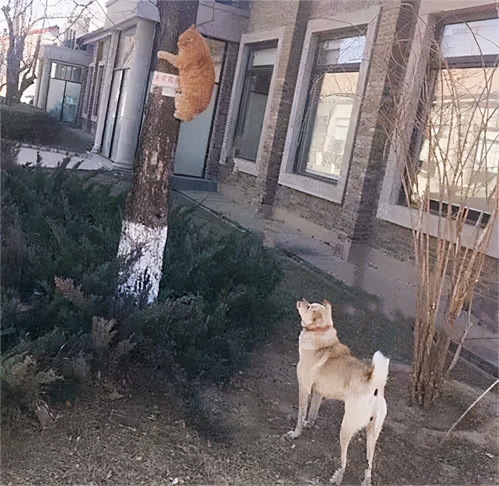 |那些年美容失败的狗狗，丑到不敢认！像极了剪发前和剪发后的你？