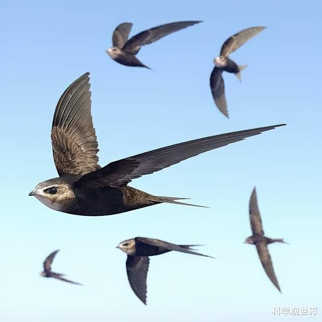 科学家 连飞数月不落地，吃喝拉撒甚至交配都在空中，雨燕是怎么做到的？
