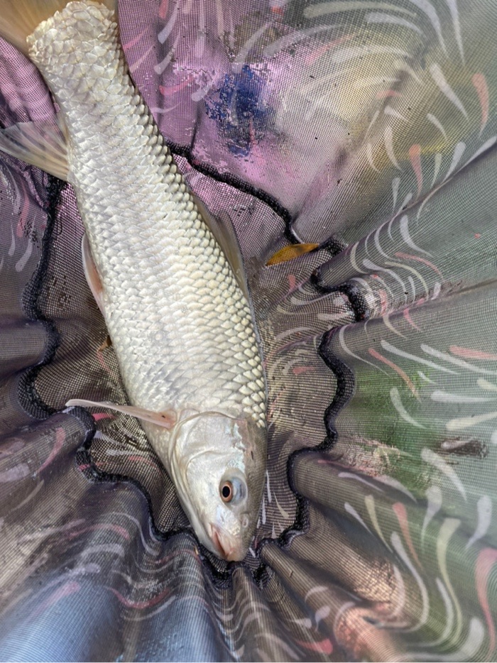钓鱼|降温阴雨天出钓 鱼获少少少