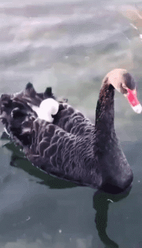 苏月瑾|“朋友说进传销里让我救他”