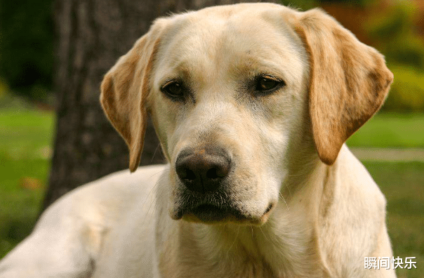 瞬间快乐|8月13日-8月19日,属狗、属羊、属鼠顺势提点,财运亨通,前程似锦