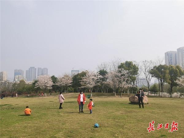 長江日報 墨水湖公園鮮花正開，未來兩個月都是賞花期
