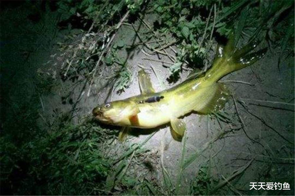 |春季夜钓昂刺鱼，垂钓方法有三种，方法简单可靠，不愁钓不到鱼！