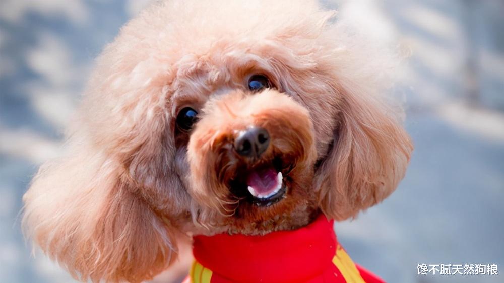 |泰迪总是“舔爪子”，不排除生病的可能性