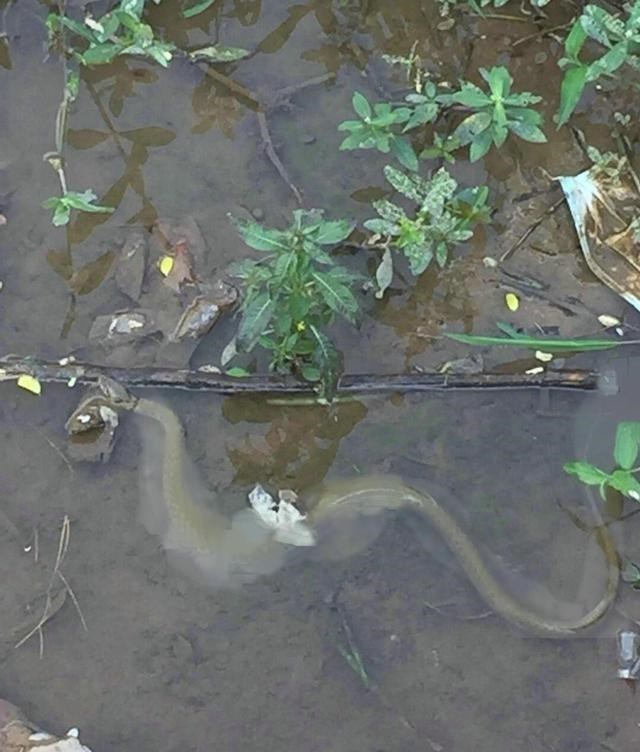 童书小窝|广州小伙因钓鱼太投入,浑然不觉被蛇咬,脚背血流不止,毒蛇?