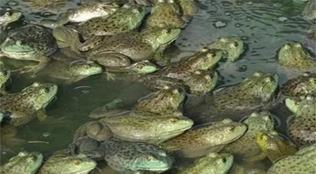 宇航员 从“餐桌美食”到入侵物种，美国牛蛙在我国究竟经历了什么？