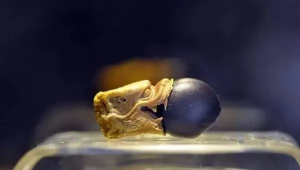 菩提|老玩家：几种菩提籽压根儿就不是用来穿手串的，别露怯！