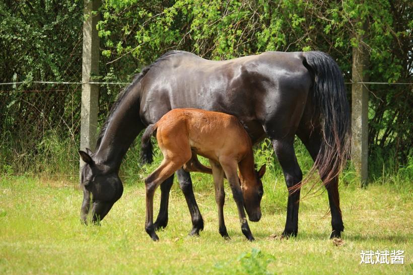 斌斌酱|外国人爱吃马肉,为什么中国吃得少?太贵只是其一,还有两个原因