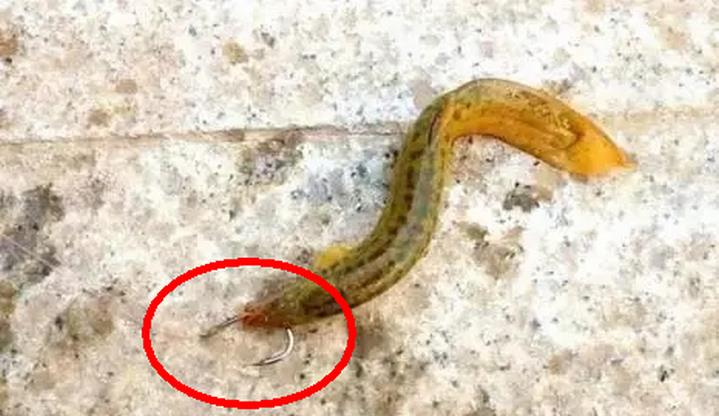 大爷|70斤重水老虎被盘起！65岁的重庆大爷却惹争议，到底是对还是错？