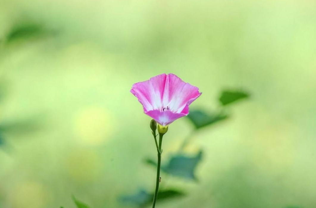 生肖|4月中旬，正缘敲门，缘分拉扯，3大生肖难舍难分，爱情开花结果