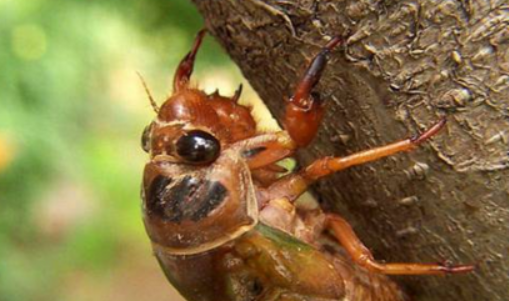 贯丹萱 夏天农村常见的知了猴，天黑才打洞出来，藏在地下需要呼吸吗？