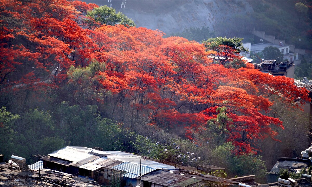 攀枝花|四川“春城”，以花为名，全年无冬！三亚之外的又一避寒胜地！