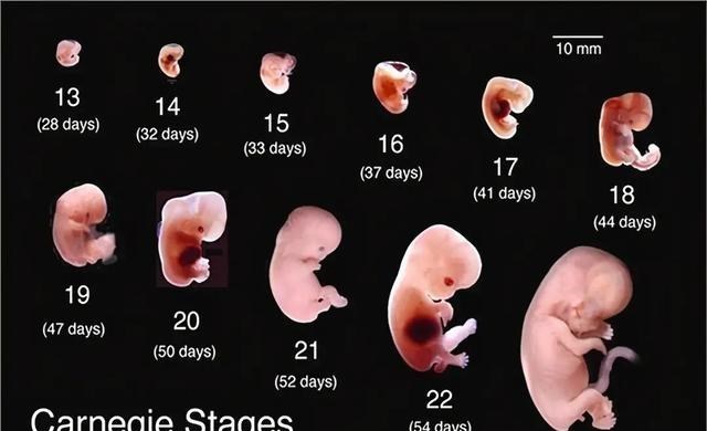 家中大小宝|物种不同会存在『生殖隔离』，为何人“肤种不同”却能自由交配？