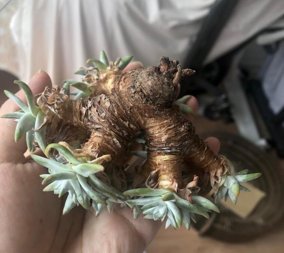 向阳园艺|多肉仙女杯,最大的问题就是不发根,晾上20天,发根速度超快