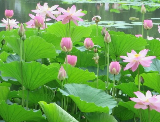 生肖|8月中旬，吉星庇佑，4属相事业有成，财运大旺，前途一片光明