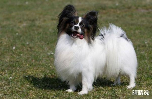 晴晴说|生肖狗，得益于“福禄”生的降临，发展道路上也算是顺风顺水！