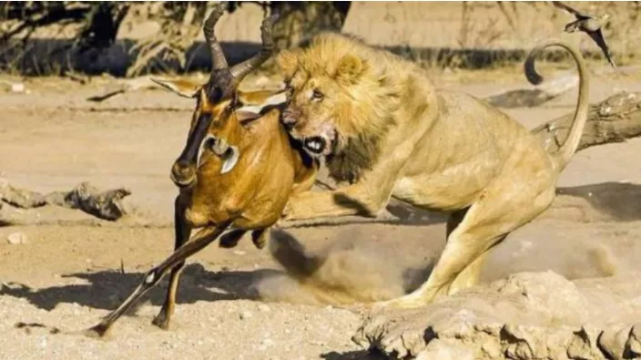 星猫亲子家园|动物园这则《官方声明》太高明！表面教育兽，暗地批评了人！