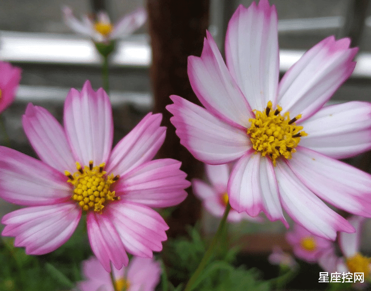 |啥生辰的人，拥有出色的社交技能，圆滑世故，最终成为职场赢家