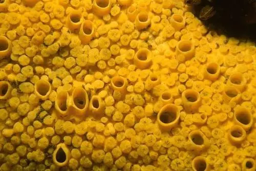 ?你知道海海绵吗?关于海海绵的介绍