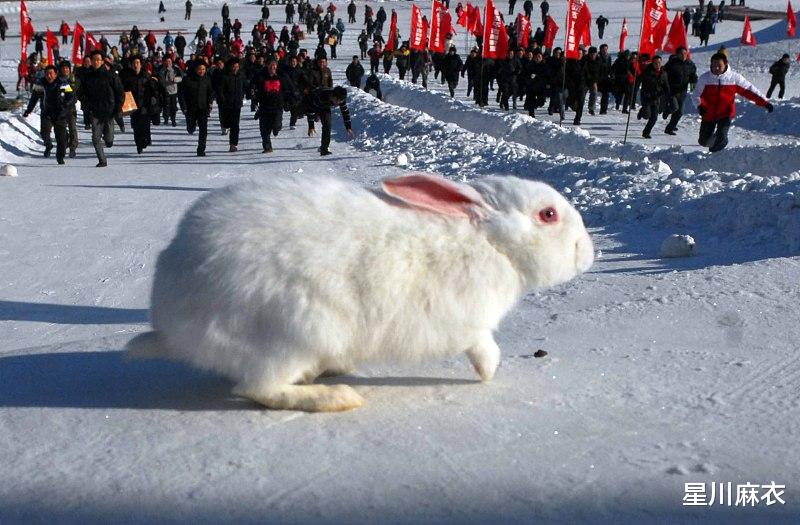 星川麻衣|9月开始贵人多助，属兔人贵气十足，资金入袋，你的贵人到了赶快迎接