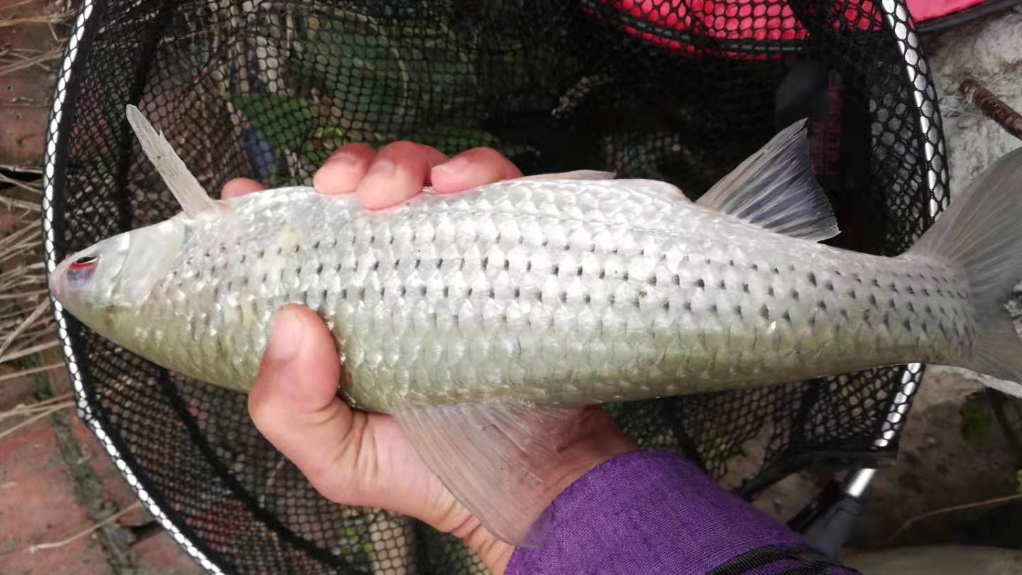 |您搞清楚钓位和钓点了吗？也许这是您渔获不佳的主要原因