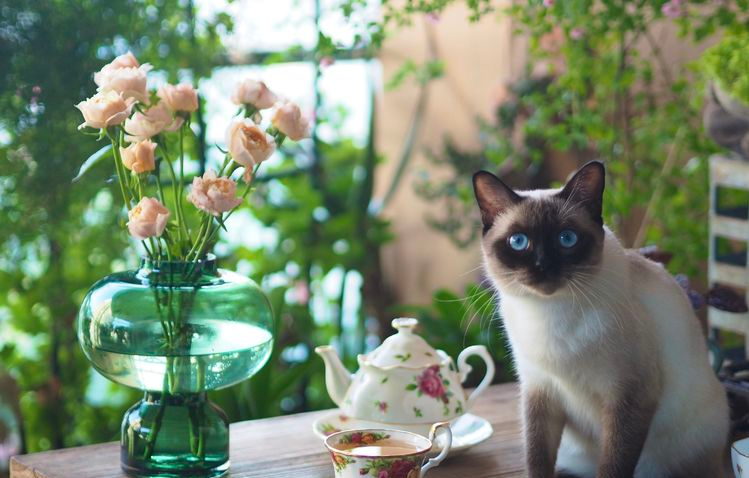 7㎡小阳台，改造成19楼的空中小花园，天天宅在家不想出门了