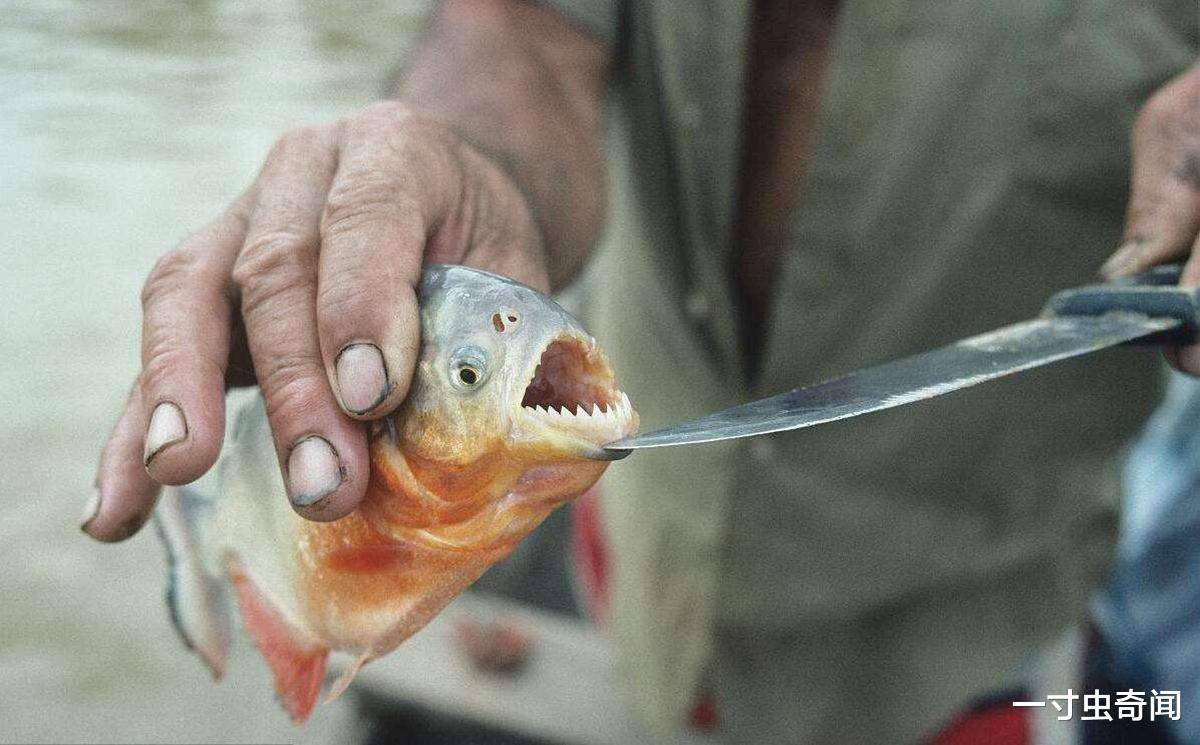 46年前大巴落水，38人被咬成白骨，食人鱼真的危险？还是被误解了