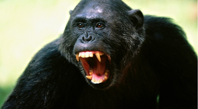 昆虫 母螳螂交配后会吃掉公螳螂，公螳螂有方法可以保命吗？