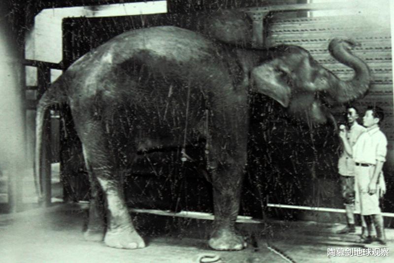 二戰末期，日本屠殺全國動物園，隻有兩頭大象在名古屋被偷偷保住-圖6