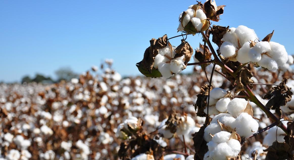 奶球妈咪聊|在华销售额大跌16％，阿迪达斯为何仍保持乐观？