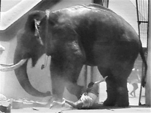 百年前美國一頭大象被判死刑，被起重機吊死，它到底做錯瞭什麼？-圖6
