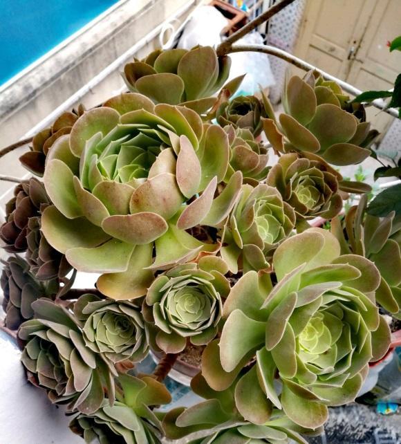 向阳园艺|法师怎么养？分清温度变化，法师夏天要停水，浇水多易烂根