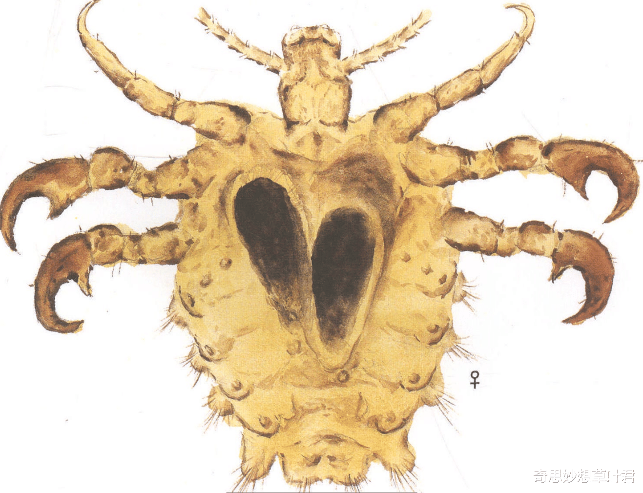 节肢动物 生活中最恐怖的寄生虫，把宿主当傀儡，榨干宿主之后令其自尽！