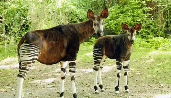 |霍加狓:现实版的指鹿为马,它到底是鹿是马?