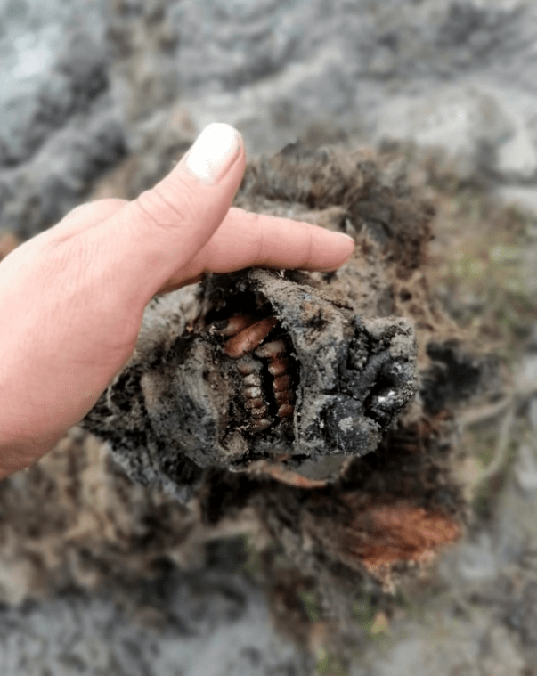 遗骸 北极地区正“高烧”不断，经常出现史前生物遗骸，网友担心：冰层下或有细菌苏醒