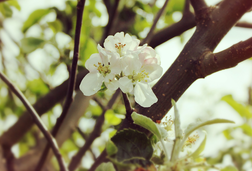 舜网 4月底,前缘不忘,前任难留,红娘开门迎缘 ,重启旧情的生肖