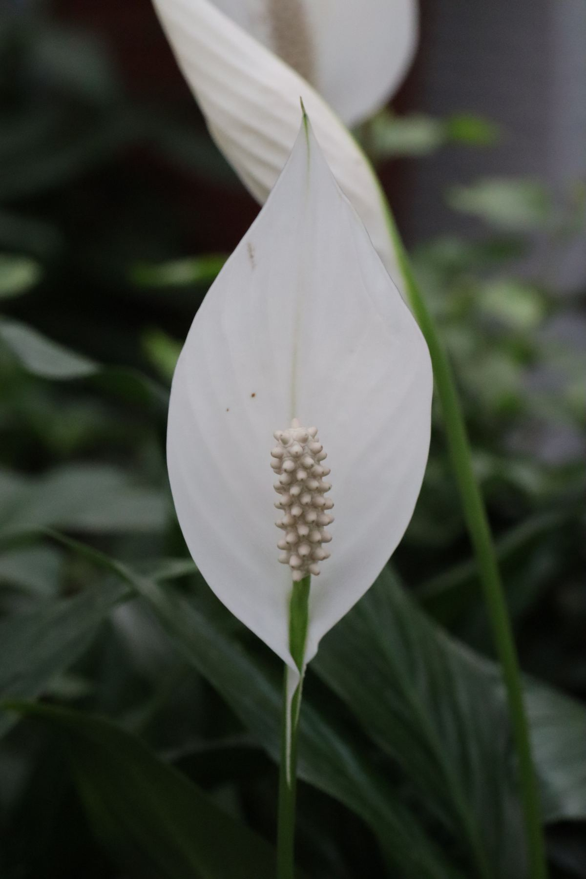 花百科|卫生间异味重，养上3种“清新花”，净化空气效果好