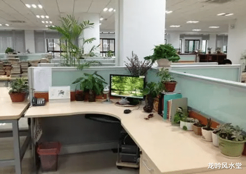 办公室|把绿色植物放在办公室中要注意的风水问题