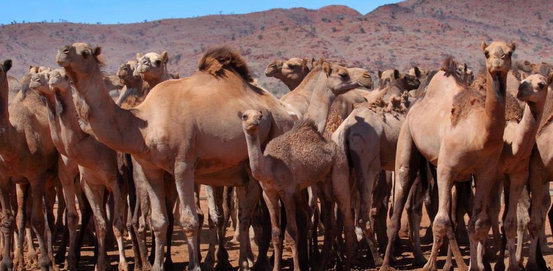 情微说|骆驼群里混进“间谍”，暴露位置引来猎手屠杀，4年已消灭16万