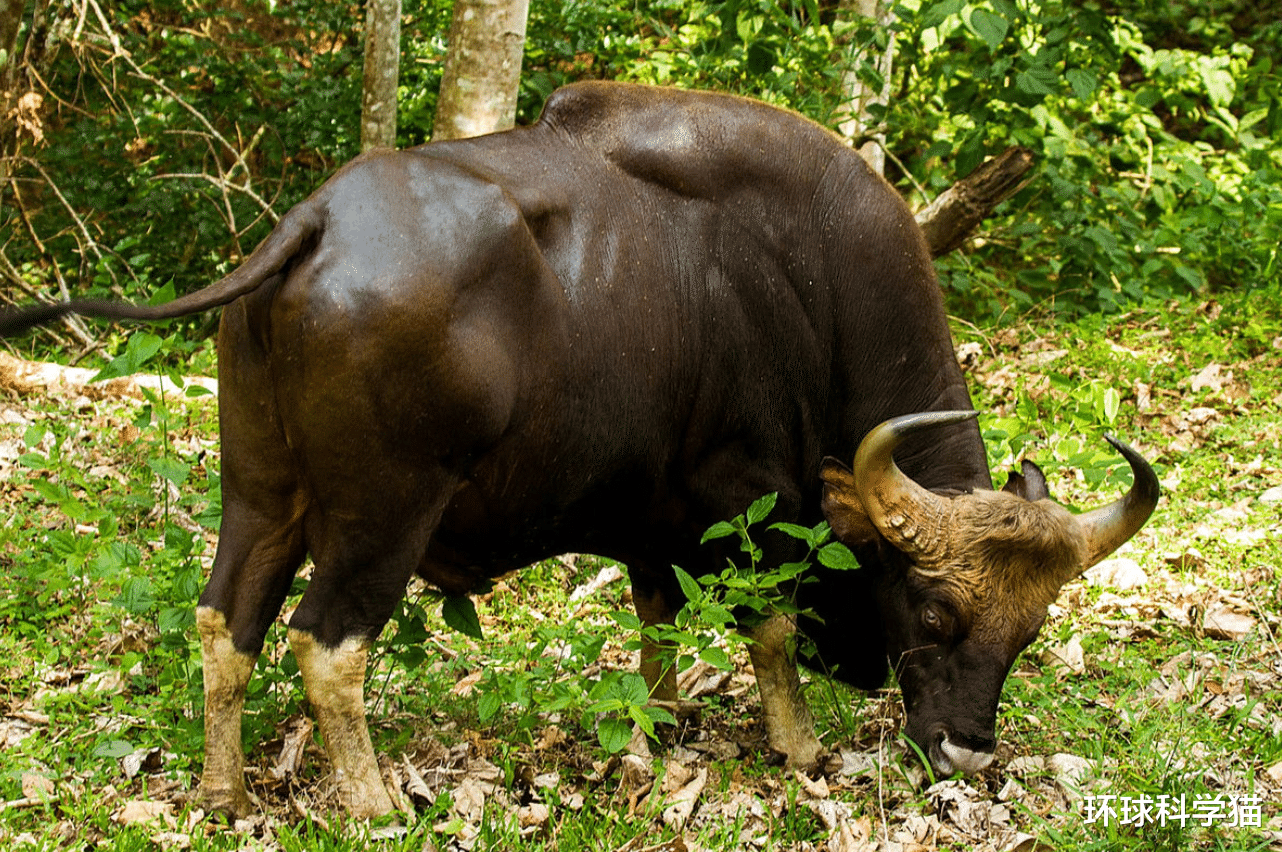袜子 真壮！云南现世界体型最大的牛，印度野牛幼崽，但种群不足200头