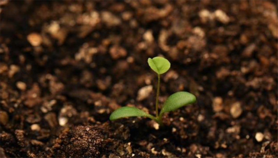 太空育种 旅月“中国天稻”大丰收！太空育种的背后，是2000亿市场