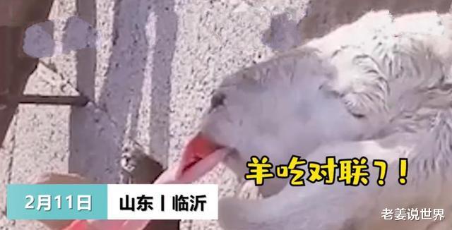 老姜说世界 家里刚贴的春联被羊撕下吃掉，羊主人：它可能饿了