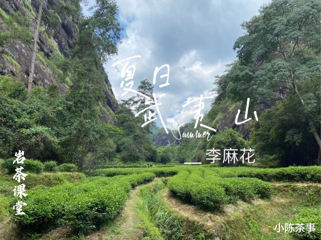 麻花|岩茶的第一道茶汤能喝吗？它不是洗茶水吗？怎么还叫还魂汤？