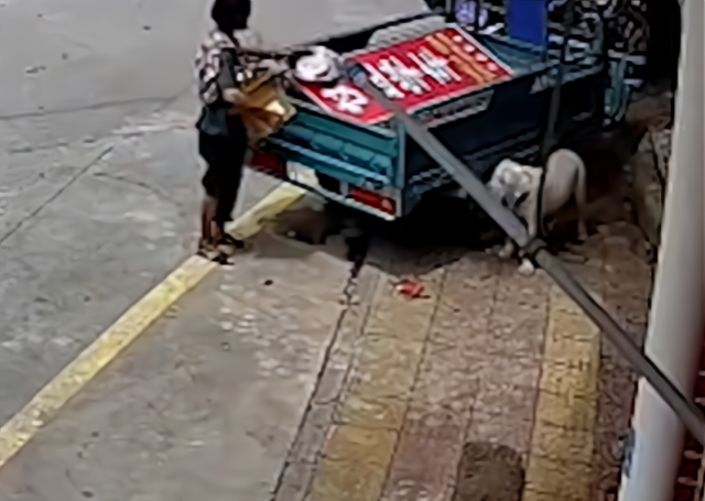 四叶草海之恋|太损了！广东大妈见路边地上有个狗碗，当着狗子面直接拿走