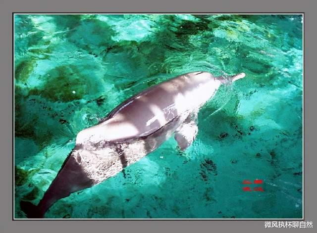 11种已经灭绝但留下影像资料的动物,它们都亡于人类的偏见和贪婪