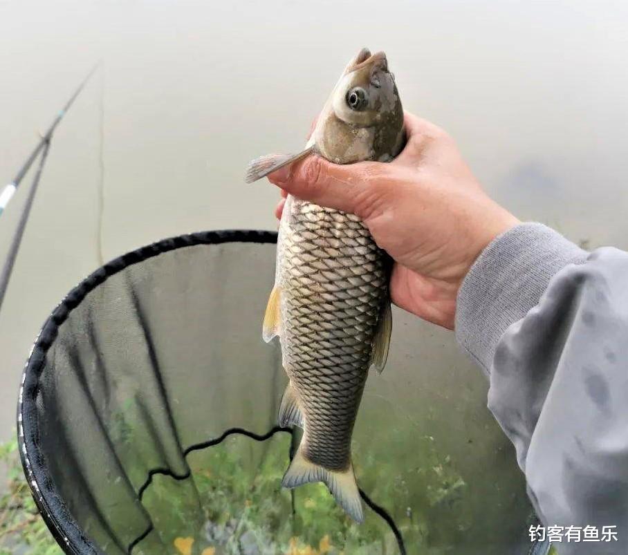 鲢鳙|垂钓大鲢鳙，钓组这样搭配可爆竿；钓草鱼重视这点细节，渔获翻倍