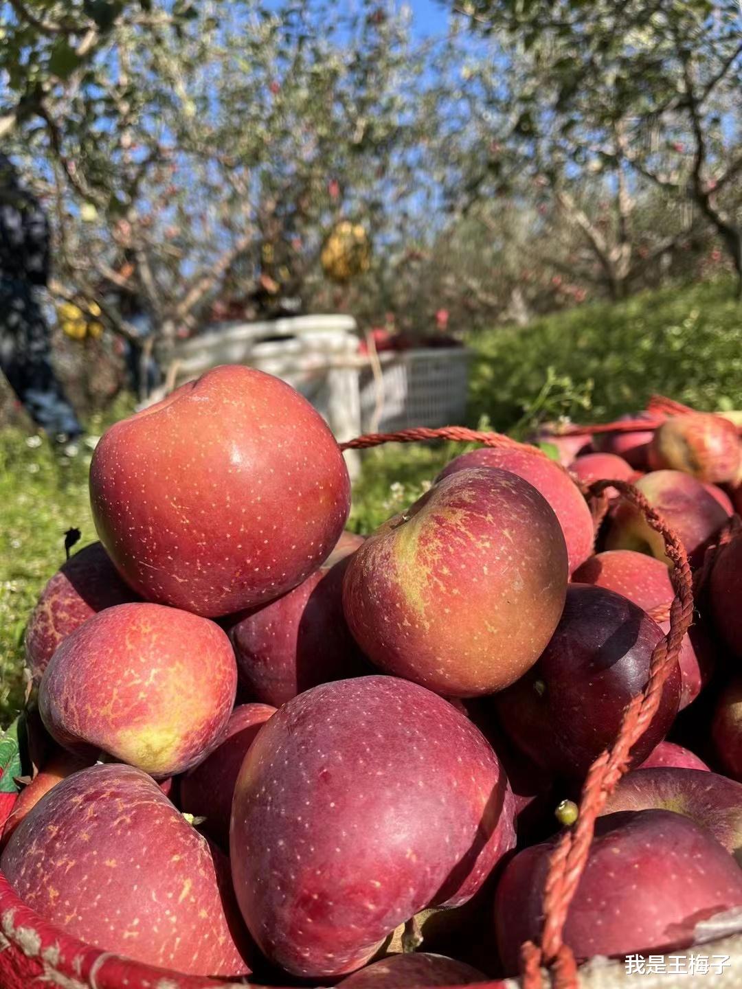 水果|建议大家：遇到这种“丑水果”，见一次囤一次，外表丑，却巨好吃