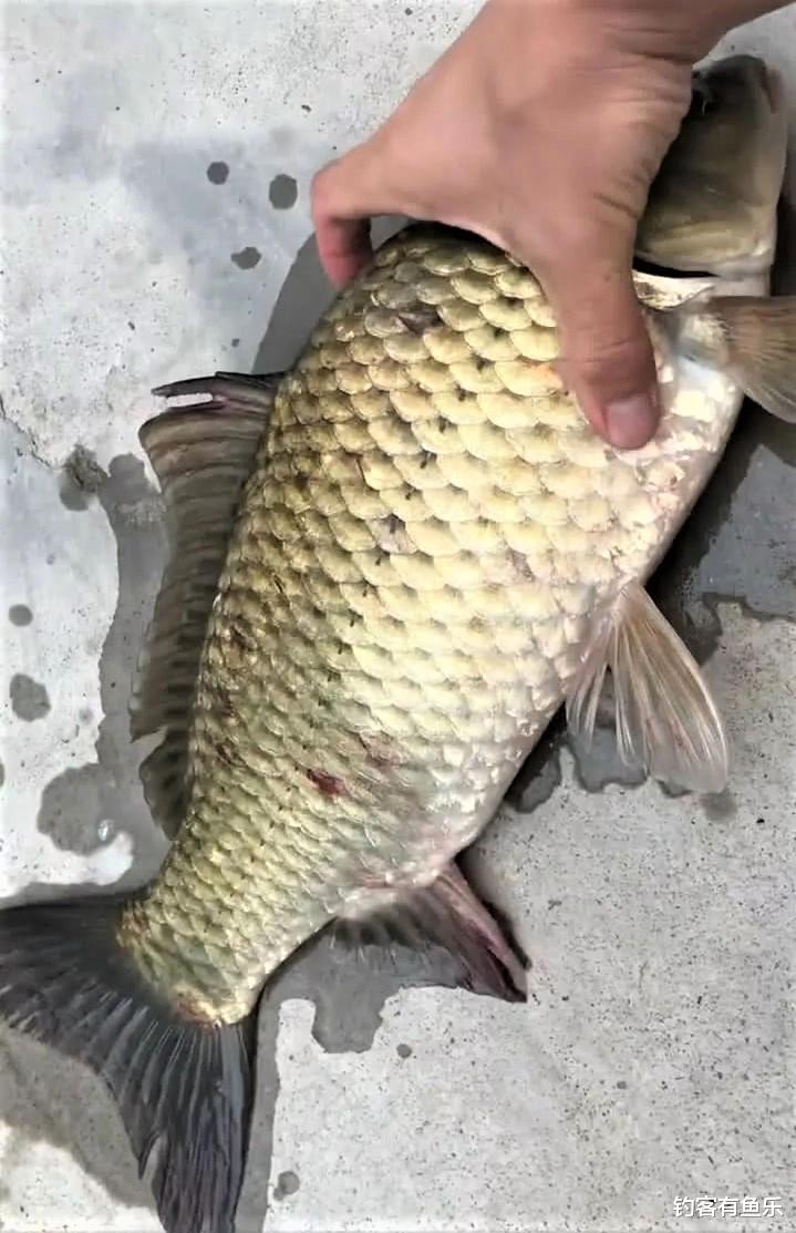 |夏天用玉米钓大鱼有技巧，用对爆护，用错则空军