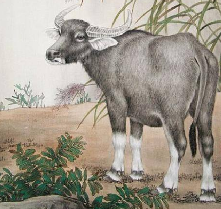 生肖|一过2020年，运势阴转晴，赚钱少变多的4生肖，不为钱发愁